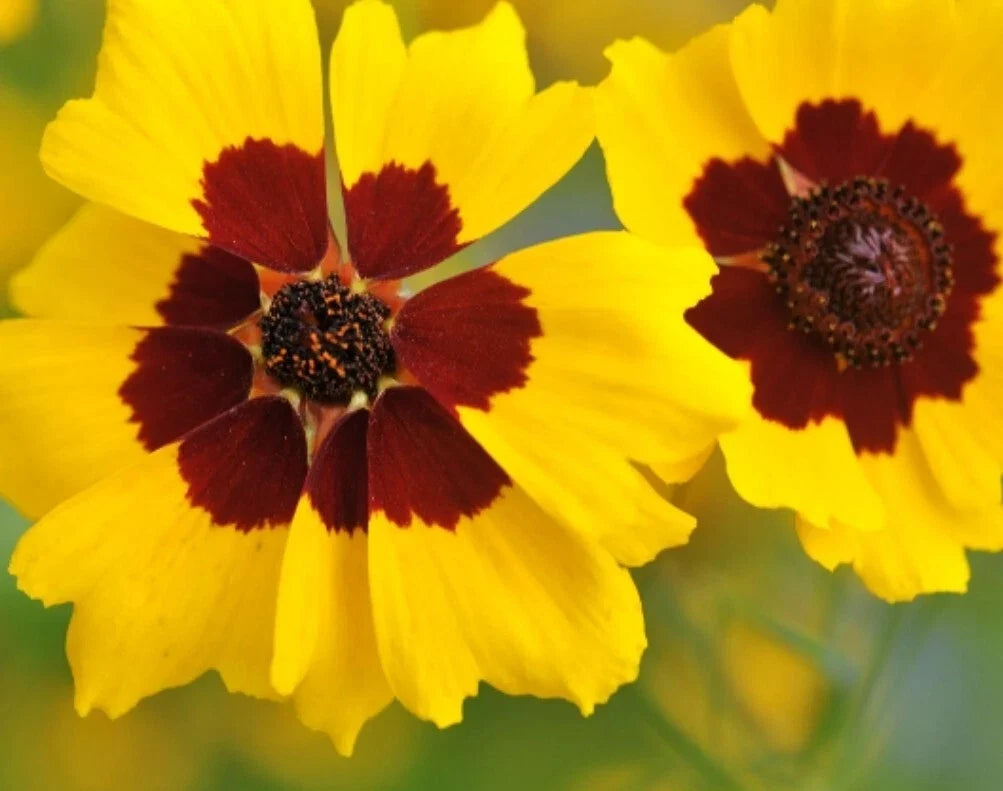 Calliopsis Seeds - 100+ Organic Lanceleaf Tickseed - Coreopsis lanceolata - Non-GMO USA Grown