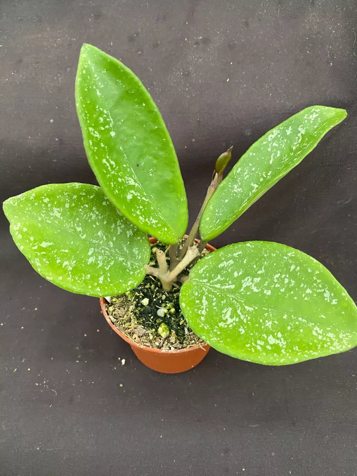 Rare Hoya Plant 2.5" Pot - Hoya Joel Hybrid, Exotic Trailing Houseplant, Low Maintenance, Indoor Gardening, Hoya sp. 'Joel'