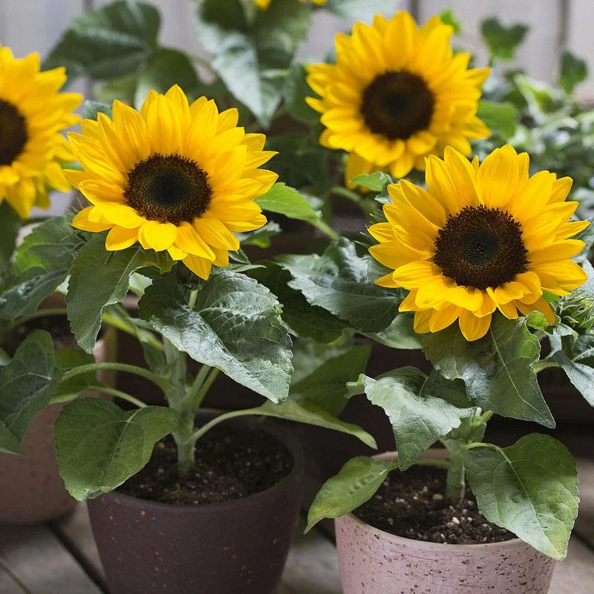 Dwarf Sunspot Sunflower Seeds - Non-GMO, Compact Yellow Flowers, Helianthus annuus, Perfect for Containers