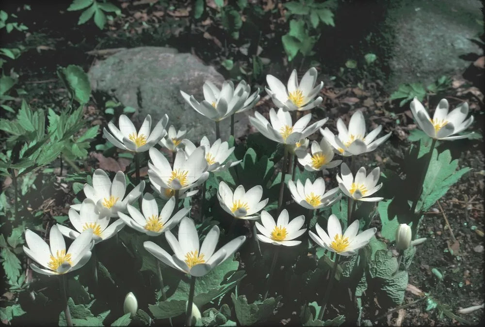 Bloodroot Plant 5-Pack - Fresh Red Root Sanguinaria canadensis - Appalachian Mountains, Perennial, White Flowers