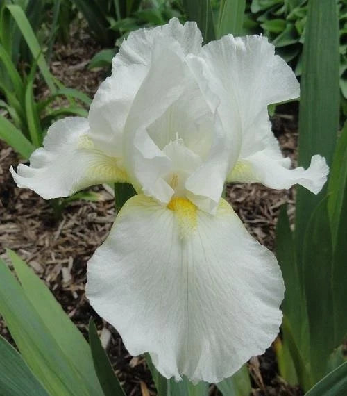 Tall Bearded Iris Plants - 3 Live Ruffled White Varieties - Iris germanica - Perennial Garden Flower