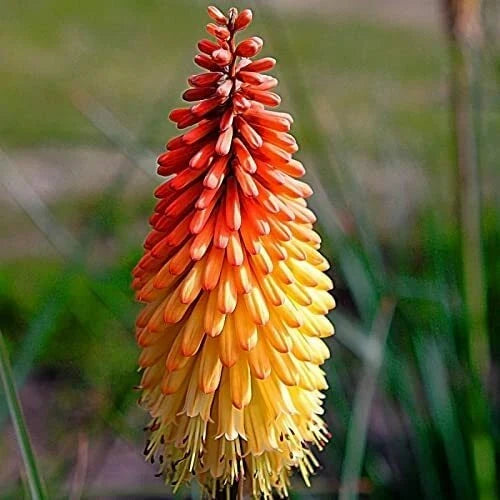 Red Hot Poker Flower Seeds - 50+ Seeds - Kniphofia Uvaria - Perennial Garden Plant for Cottage & Pollinator Gardens