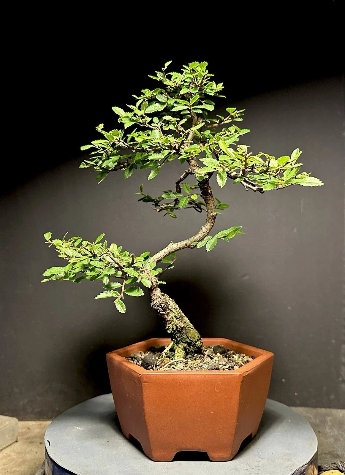 Bonsai Tree 13” Cork Bark Chinese Elm Ulmus parvifolia in Quality Pot - Indoor Decorative Plant for Home or Office