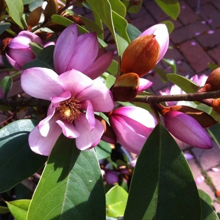 Fairy White Magnolia Tree - Live Starter Plant - Pink Fragrant Blooms - Michelia doltsopa - Well Rooted Evergreen Tree