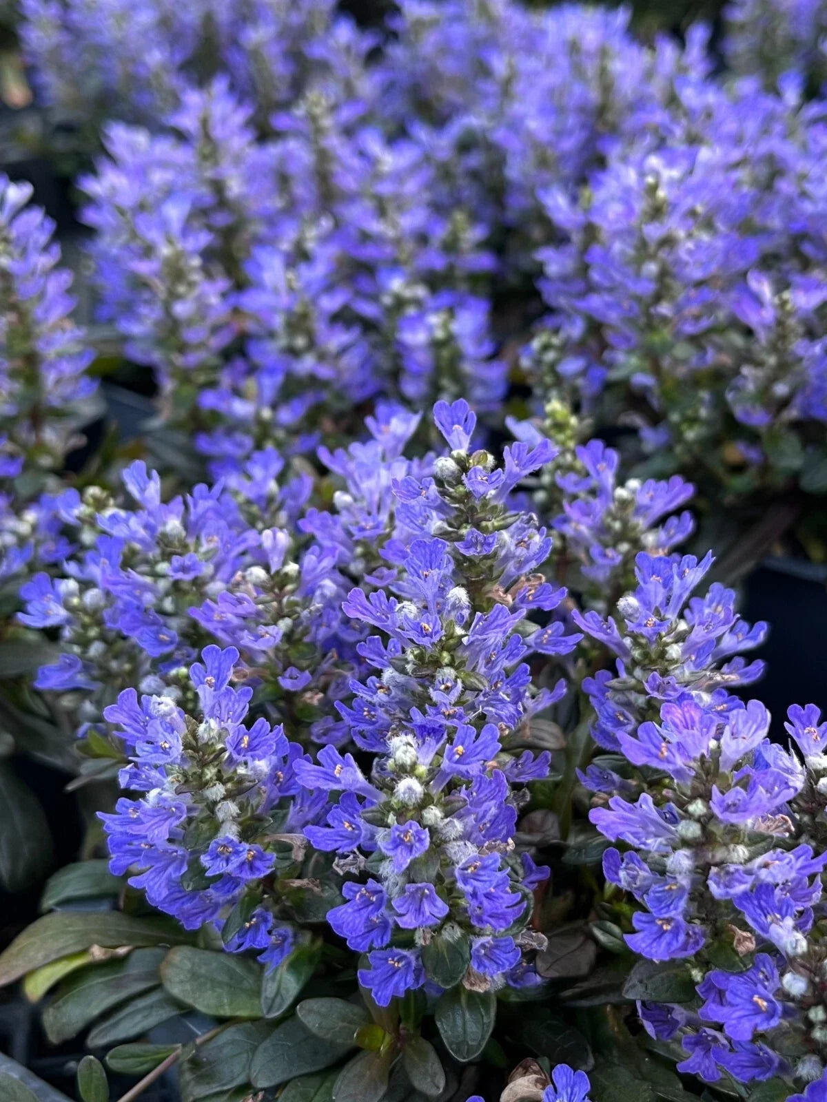 Chocolate Chip Ajuga Plant 4" Pot - Ajuga reptans 'Chocolate Chip', Low-Maintenance Groundcover, Evergreen Carpet Bugle