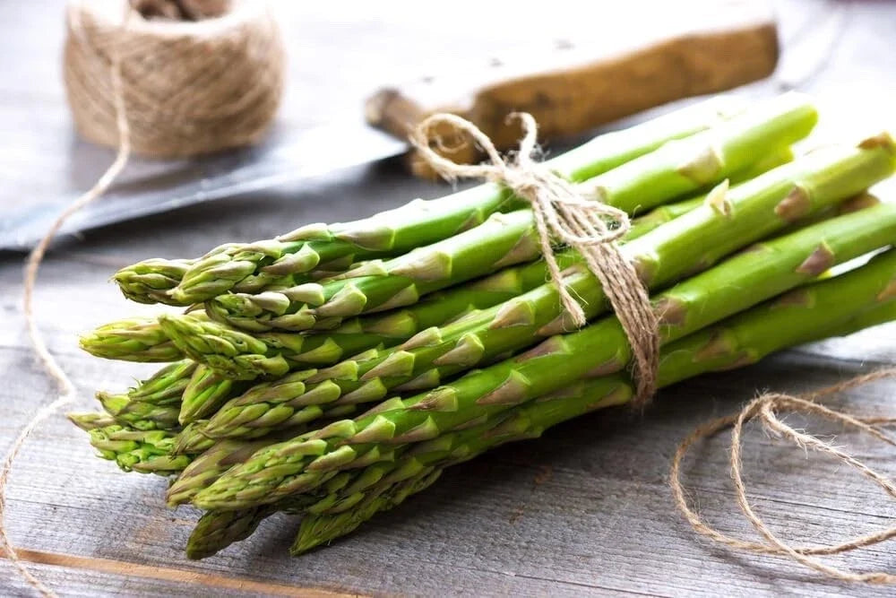 Jersey Knight Asparagus Bare Root Plants - 2yr Crowns - Asparagus officinalis - High-Yield, Easy to Grow Perennial Vegetable