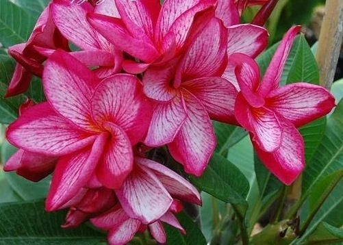 Plumeria Seeds - 5 Pack Pink White Hawaiian Flowers - Perennial Blooms - Plumeria spp. - Tropical Garden Plants