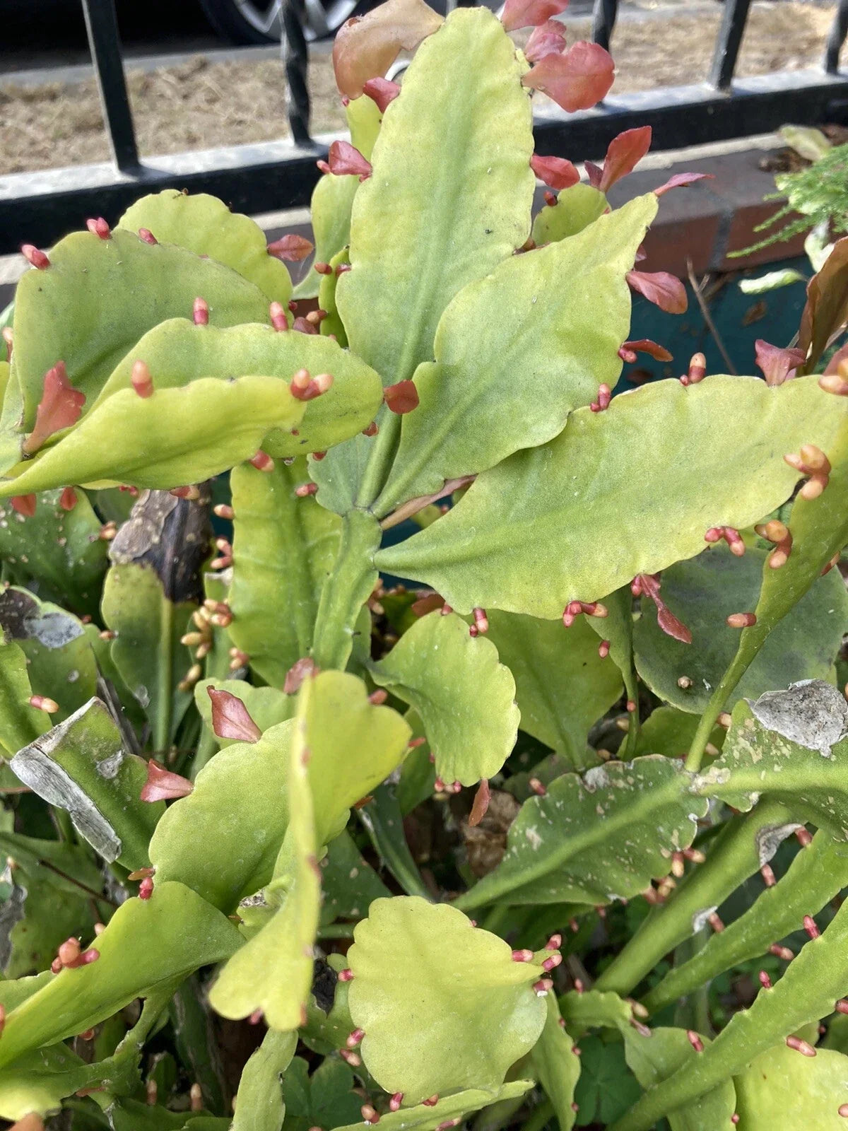 Rare Rhipsalis Goebeliana Cuttings - 4 Pieces, 6" Long - Unique Jungle Cactus for Indoor Plant Decor