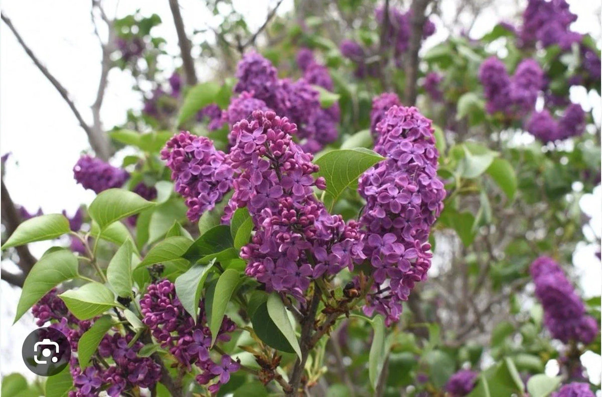 Congo Lilac Starter Plant 4-8” Fragrant Syringa vulgaris Well-Rooted Shrub for Garden or Landscape