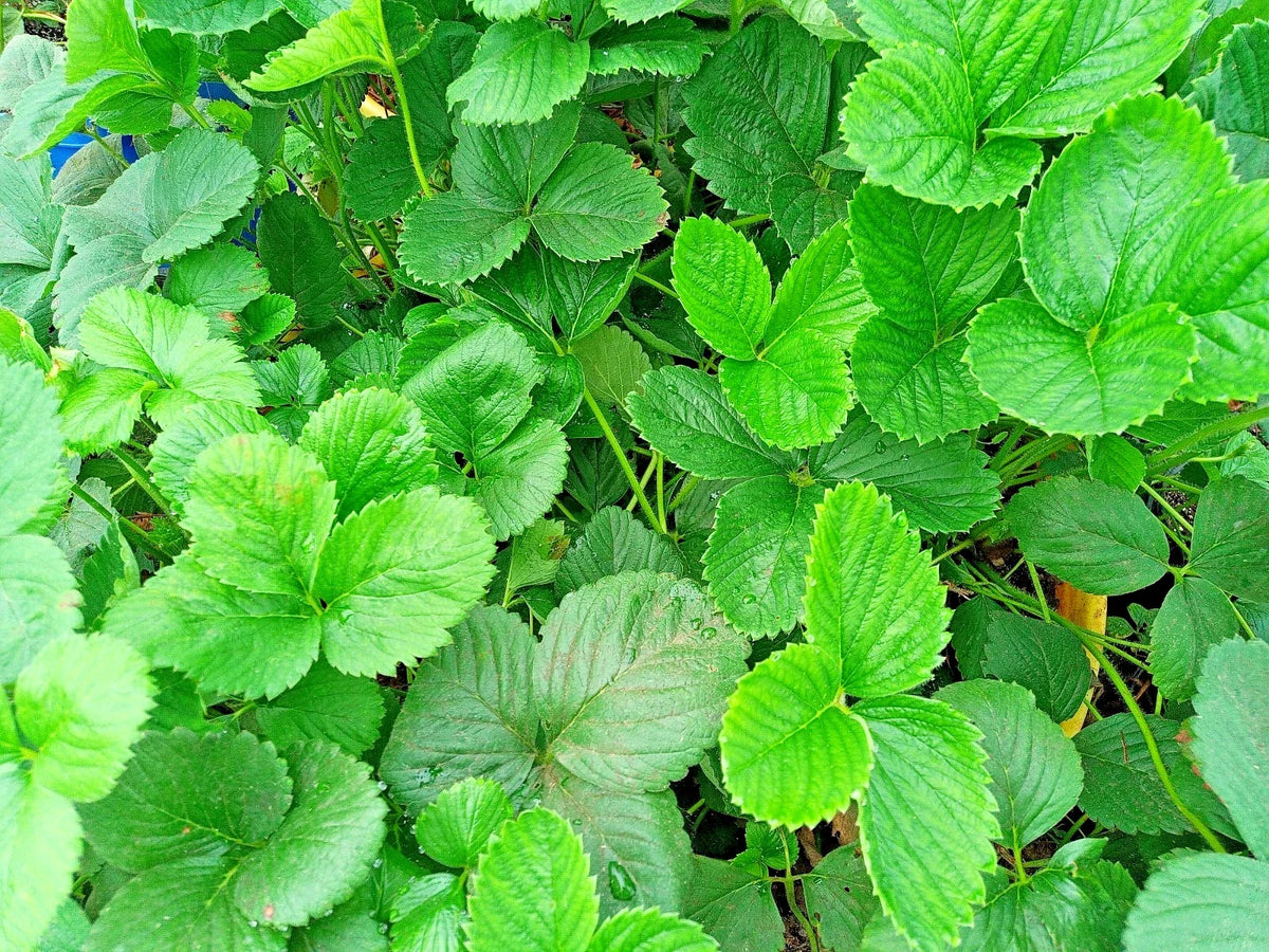 Strawberry Runner Live Plant 1 Gallon Pot Fast Spreading Fragaria × ananassa for Abundant Fresh Strawberries