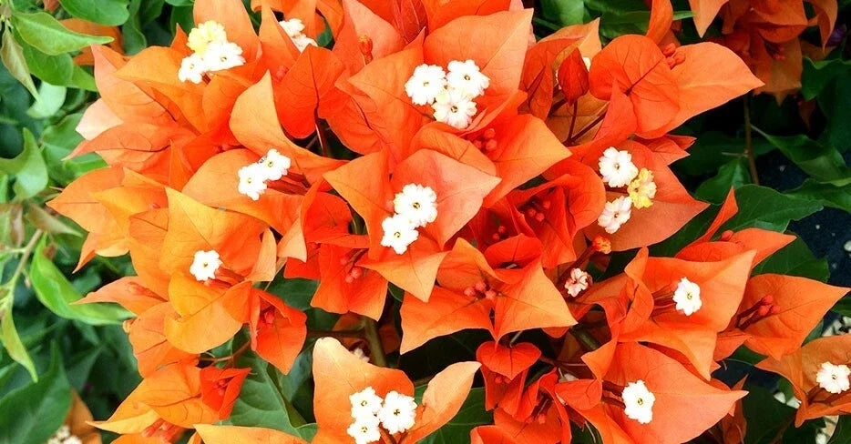 Fire Opal Bougainvillea Starter Plant - Bare Root Plug - Bougainvillea glabra - Vibrant Orange Pink Blooms