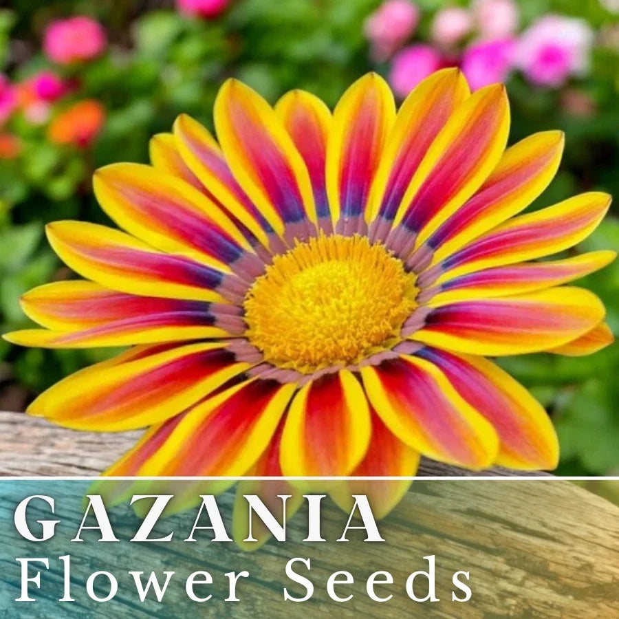 Gazania Seeds - 75+ Radiant Flame Non-GMO Flower Seeds - Gazania rigens - Fragrant Orange Yellow Blooms for Garden