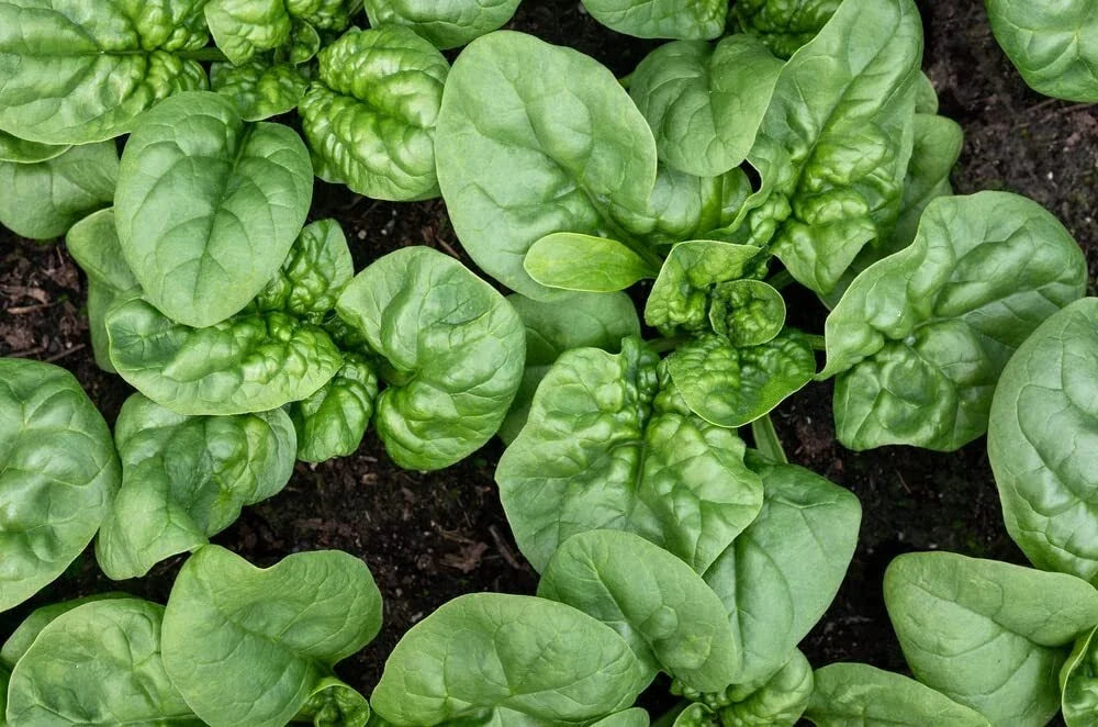 Bloomsdale Spinach Seeds - Organic Non-GMO Heirloom - Spinacia oleracea - 300 Seeds for Home Gardening