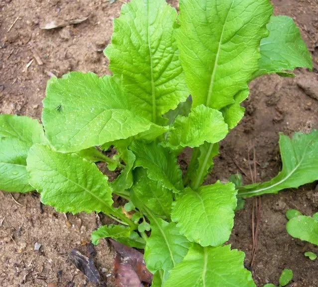 Heirloom Turnip Seeds - 50+ Seven Top Brassica rapa - Non-GMO, Tasty Root Vegetable for Healthy Gardens