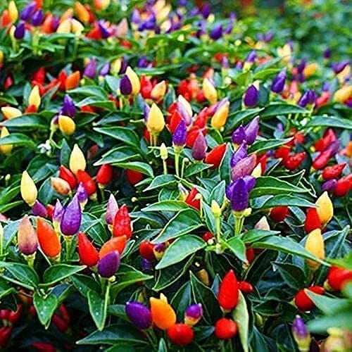 Exotic Pepper Seeds for Planting - Heirloom Variety - Spicy Flavors - Capsicum spp. - 10-15 Seeds Per Packet