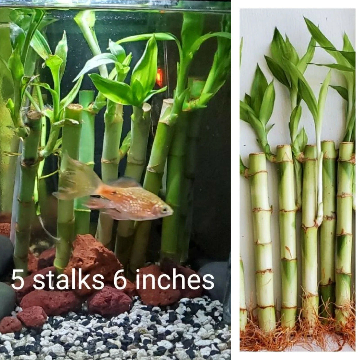 Lucky Bamboo Plant 6" Live Perennial 5 Stalks Feng Shui Dracaena sanderiana Indoor Greenery Gift