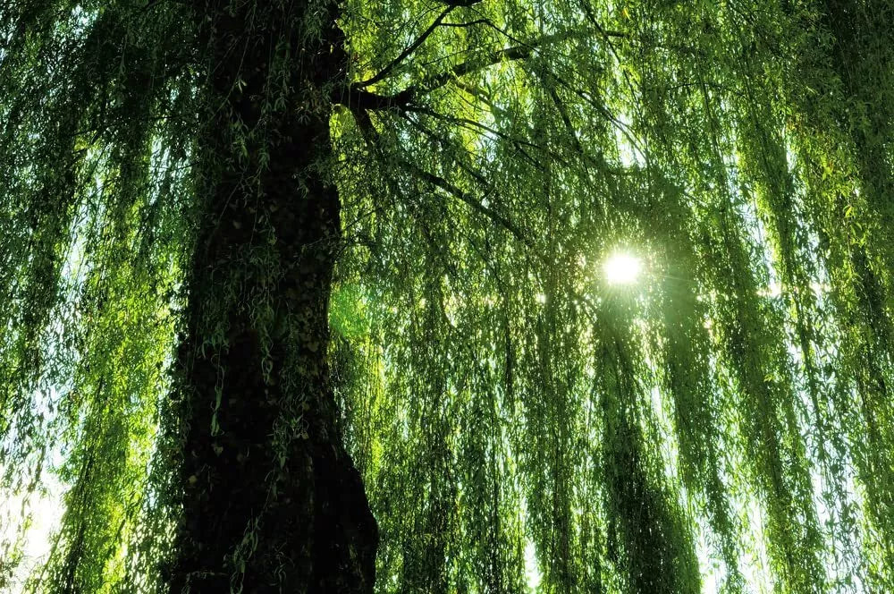 Weeping Willow Tree Live Plant - Fast Growing Arching Canopy - Salix babylonica - Ideal for Shade & Wildlife Attraction
