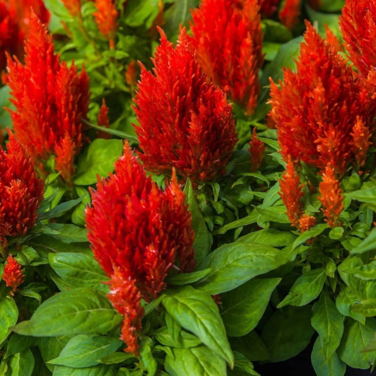Scarlet Plume Celosia Flower Seeds - 500+ Non-GMO Vibrant Red Annual - Celosia argentea for Garden & Container Planting