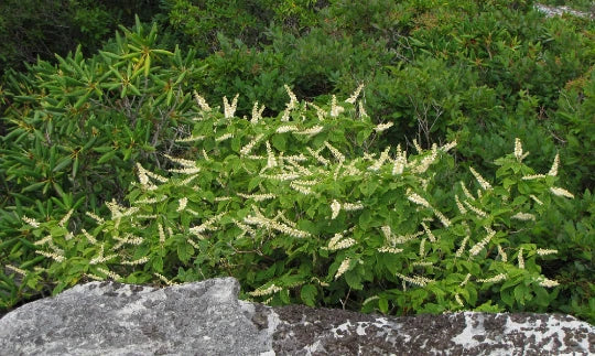 Mountain Pepper Bush Seeds - 30+ Count - Clethra acuminata - Aromatic Native Shrub for Garden - Pollinator Friendly