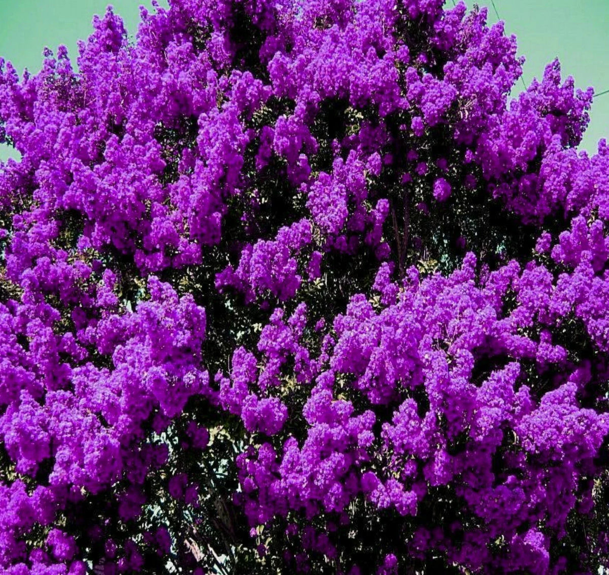 Live Plants - 2 Rooted Dark Purple Crepe Myrtle Bushes - Lagerstroemia indica - Flowering Garden Shrubs