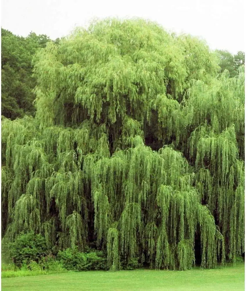 Weeping Willow Tree Cuttings 24 Pack - Salix babylonica - Beautiful Arching Canopy for Easy Propagation and Landscape Design