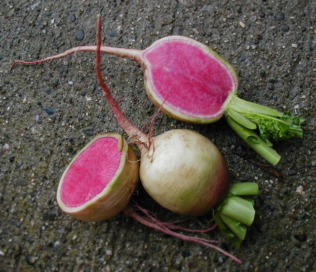 Watermelon Radish Seeds - Heirloom Vegetable Seeds - Raphanus sativus var. radiculus - 100 Count Non-GMO