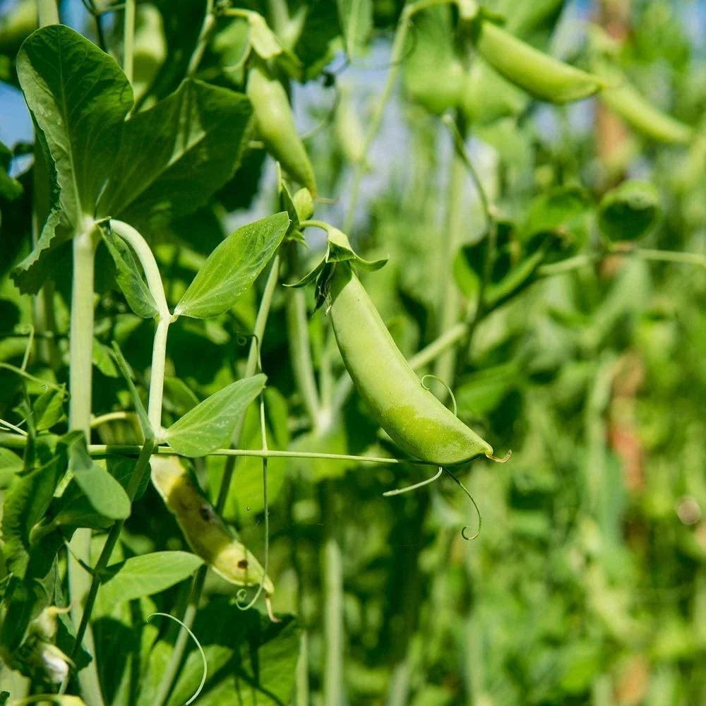 Dundale Pea Sprouting Seeds 16 Ounce - Non-GMO Pisum sativum - Easy to Grow for Nutritious Home Sprouts