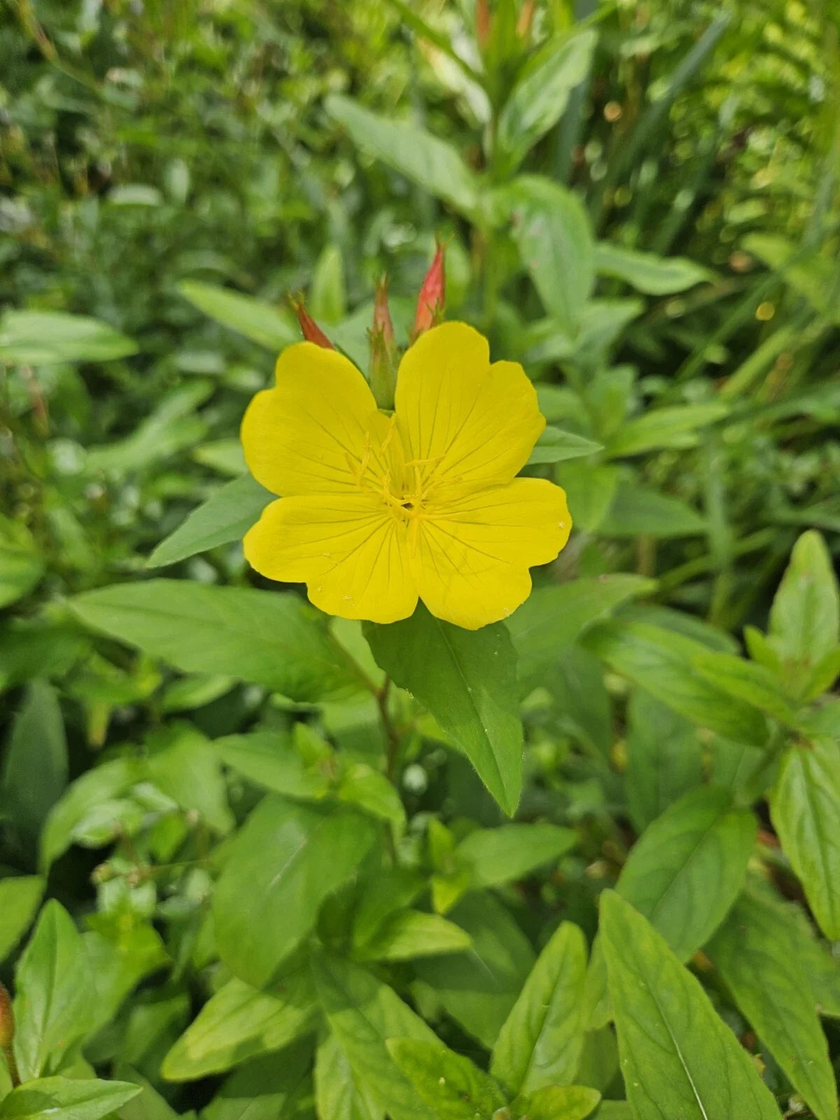 Evening Primrose Plant Bare Root | Glacious Yellow Flowers | Oenothera Glazioviana | Perennial Zones 3-10