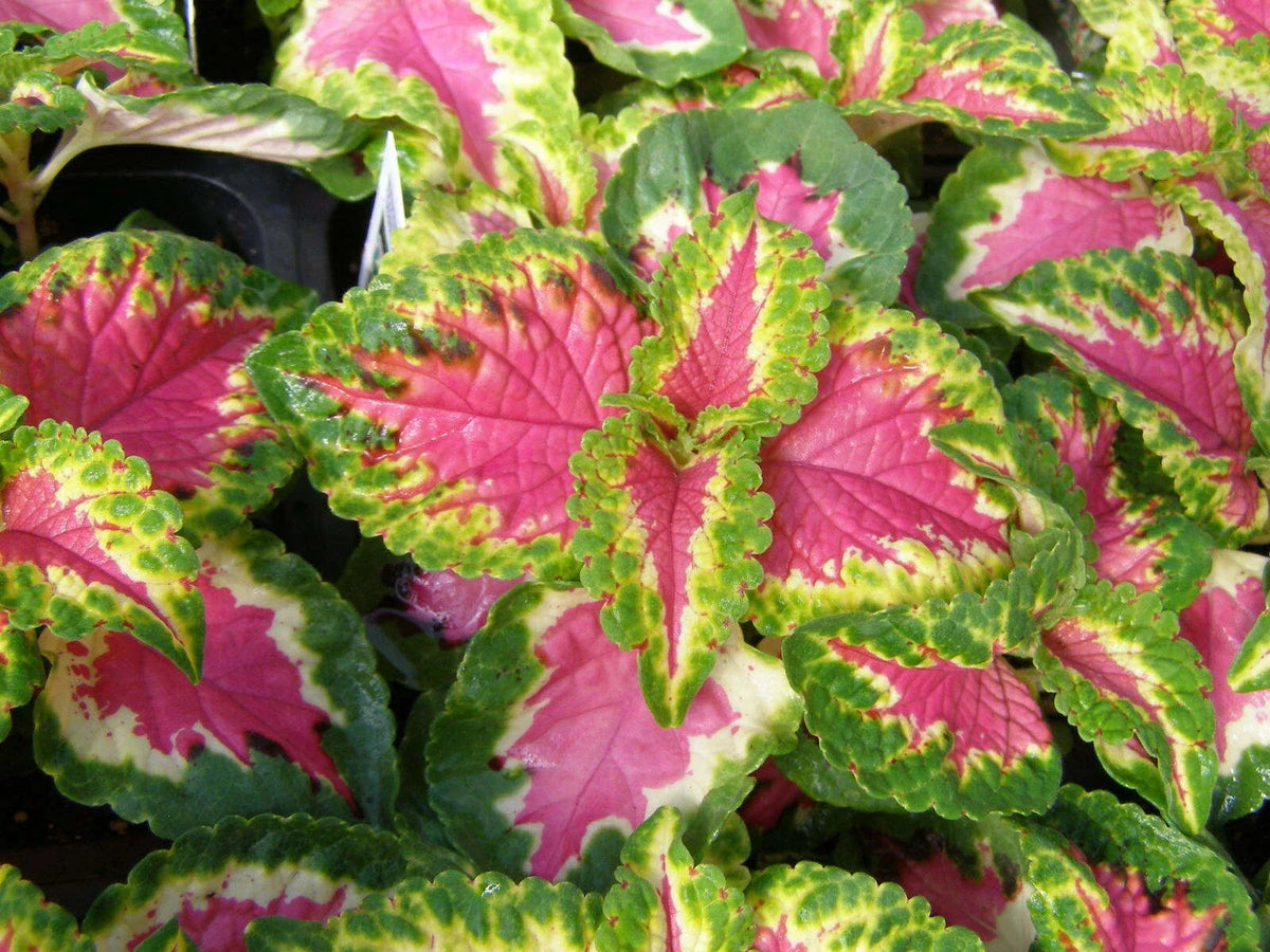Coleus Seeds - 40 Count - Wizard Rose Variety - Solenostemon scutellarioides - Vibrant Foliage for Colorful Gardens