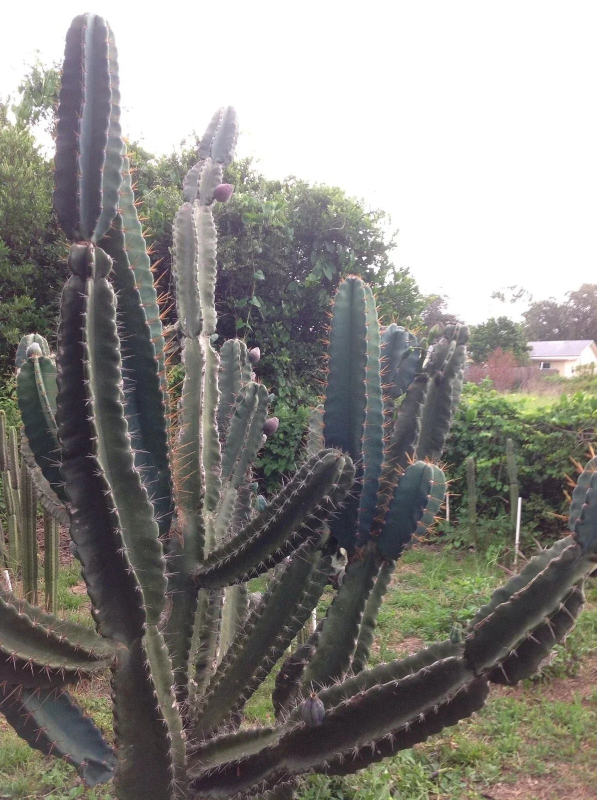 Cereus Peruvianus Repandus Seeds - 20 Peruvian Apple Cactus Seeds for Easy Home Gardening - Unique Columnar Cactus