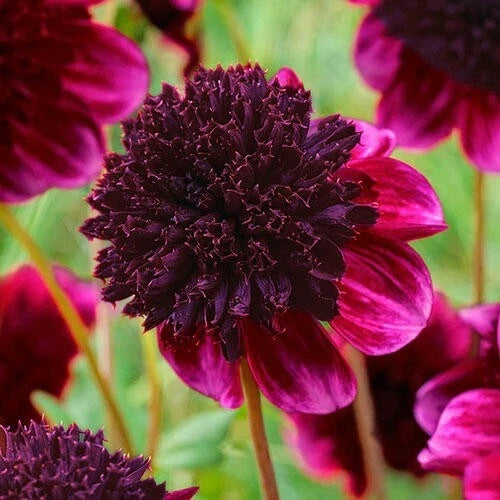 25 Rock Star Dahlia Seeds | Colorful Flowering Perennial | Dahlia pinnata | Non-GMO Garden Seeds for Summer to Fall Blooms