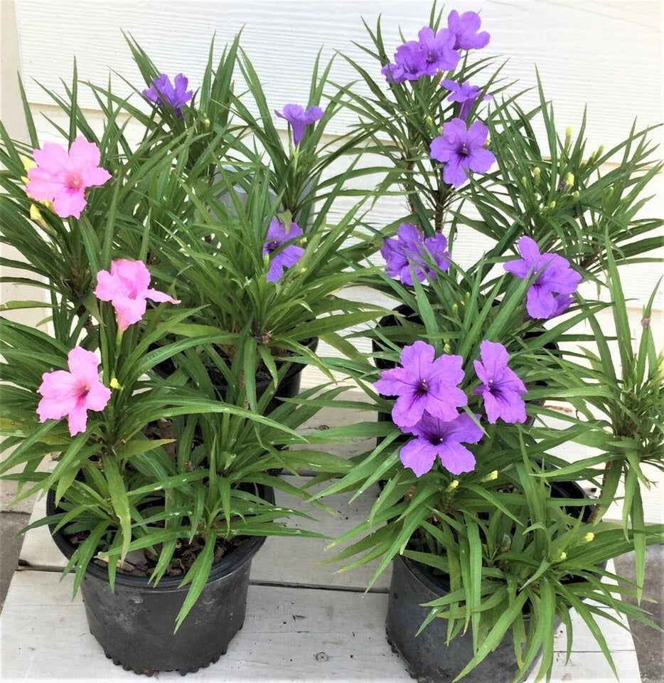 Dwarf Katie Ruellia Plants - 6 Flowering Plants (4 Purple, 2 Pink) - Ruellia brittoniana - Vibrant Garden Color