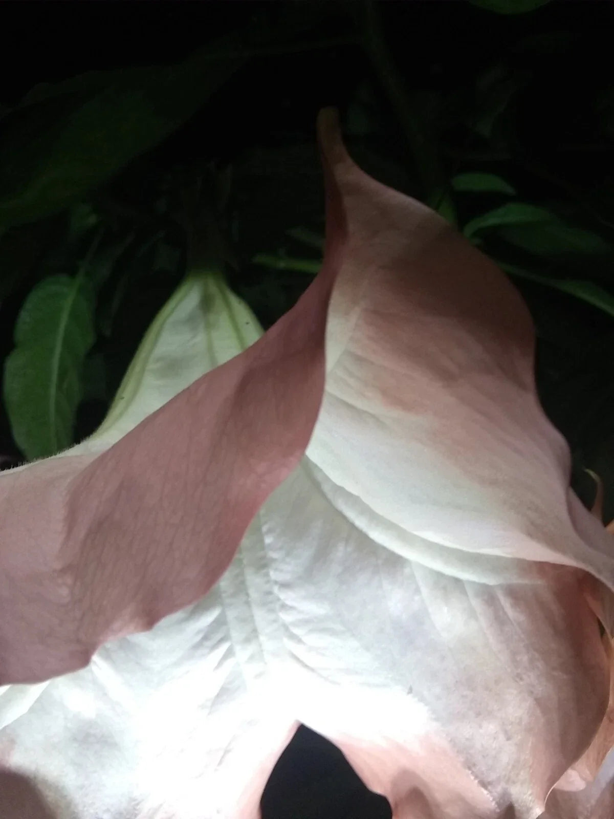 Brugmansia Cuttings - 2 Pink/Peach Angel Trumpet - Fragrant Flowers - Brugmansia spp. - Easy to Grow Garden Plants