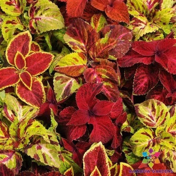 Coleus Seeds Pack - 25+ Wizard Select Mixture - Colorful Foliage - Solenostemon scutellarioides for Garden Planting