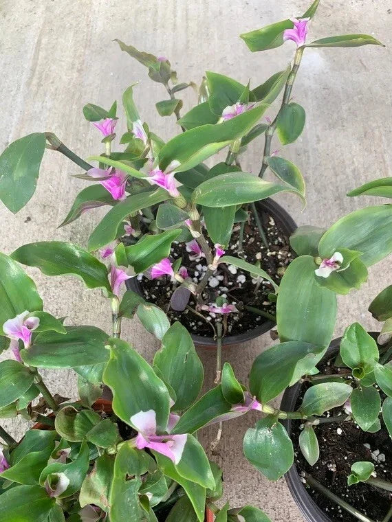 Variegated Tradescantia Cuttings - 3 Blushing Bride Houseplant Cuttings for Indoor Gardening - Tradescantia albiflora 'Blushing Bride'