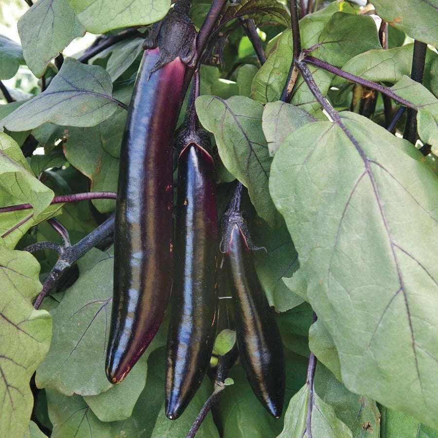 Shikou Eggplant Seeds - 20 Non-GMO Seeds - Dark Purple Variety - Solanum melongena - Ideal for Home Gardening and Containers