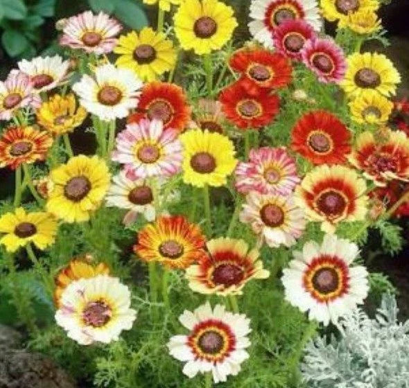 Chrysanthemum Seeds Mix - 201+ Painted Daisy Variety in White, Purple, Red, Yellow - Chrysanthemum for Garden & Patio