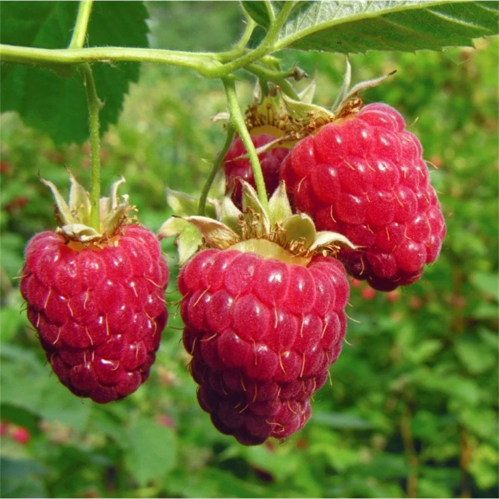 Giant Sweet Tulameen Raspberry Seeds - 25 Medicinal Seeds Rich in Antioxidants - Rubus idaeus for Home Garden and Containers