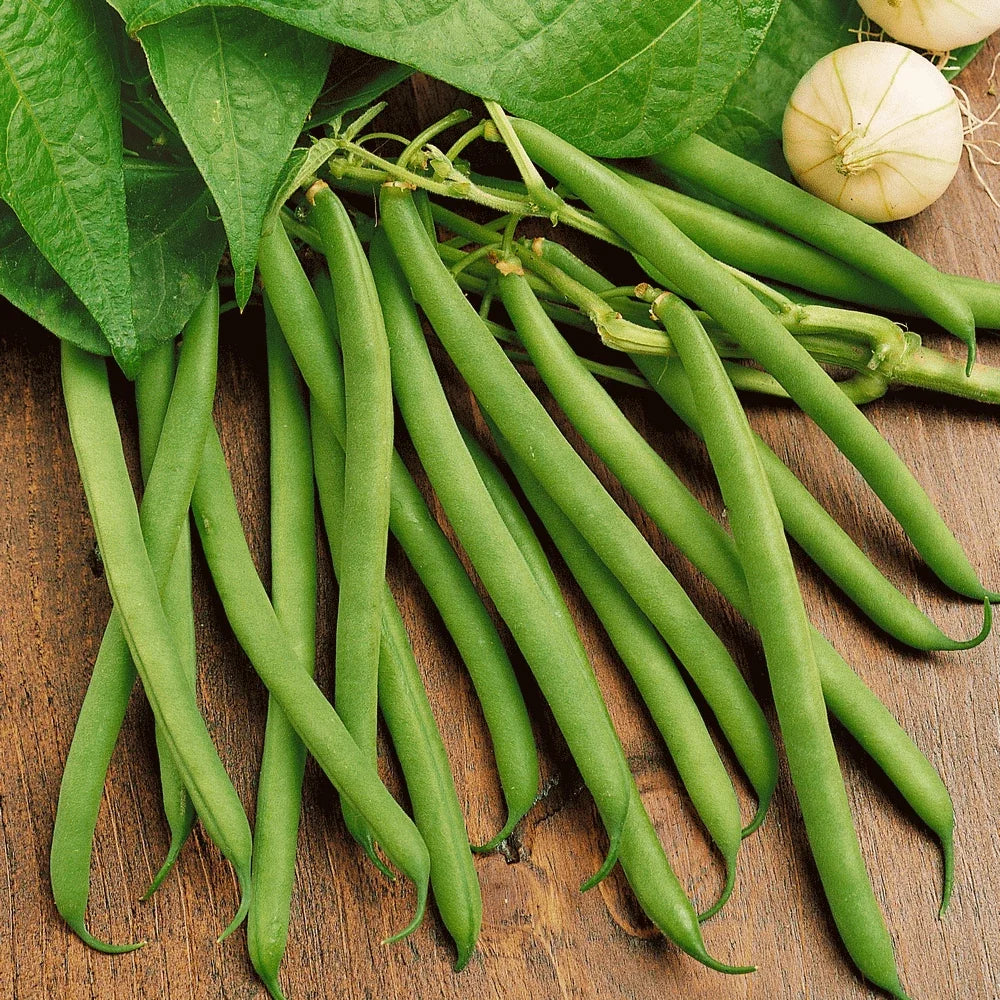 Bulk Green Bean Seeds | 100 Seeds | Non-GMO Heirloom Provider Variety | Phaseolus vulgaris | 2025 Harvest