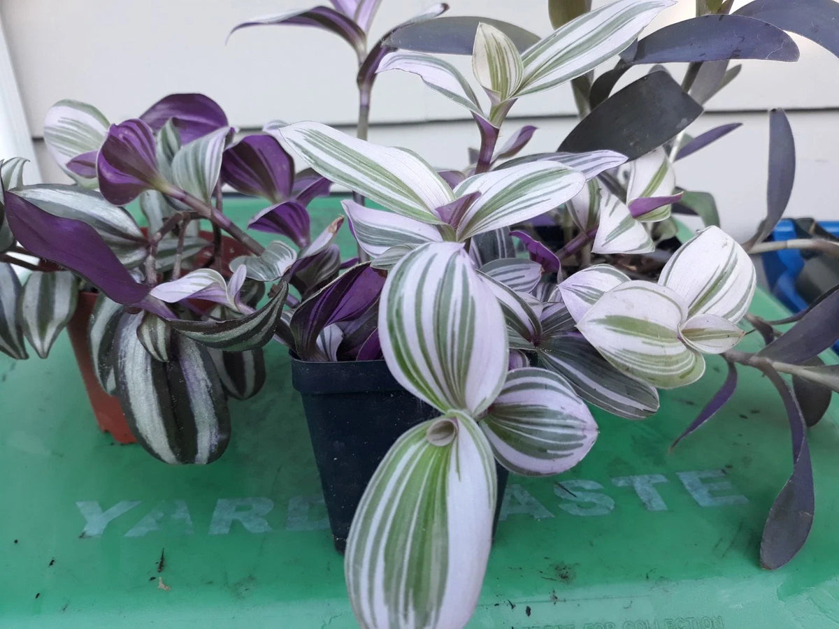 Tradescantia Cuttings (9) - Purple & Green Variegated - Tradescantia zebrina - Fresh Propagation Cuttings for Indoor Gardening