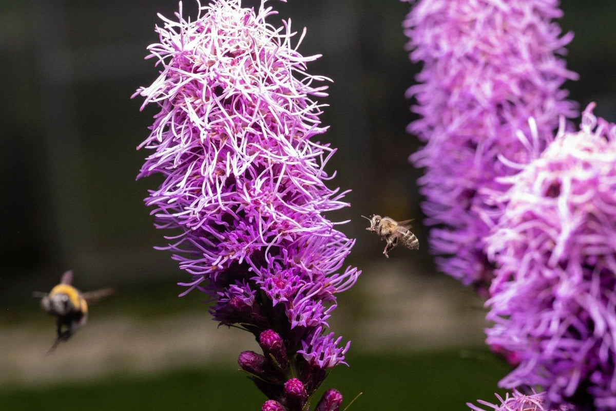 Kobold Dense Blazing Star Seeds - 25+ Seeds, Purple Perennial Flower, Liatris spicata for Garden and Pollinator Attracting