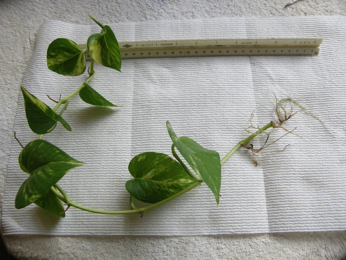 Golden Pothos Plant - Three 6"-18" Rooted Vines - Epipremnum aureum - Devil's Ivy - Indoor Air Purifying Houseplant