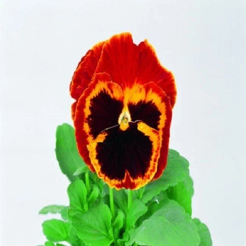 Pansy Seeds 50 Pack Swiss Giant Red & Gold Viola wittrockiana - Vibrant Blooms for Garden & Patio, Non-GMO, Easy to Grow