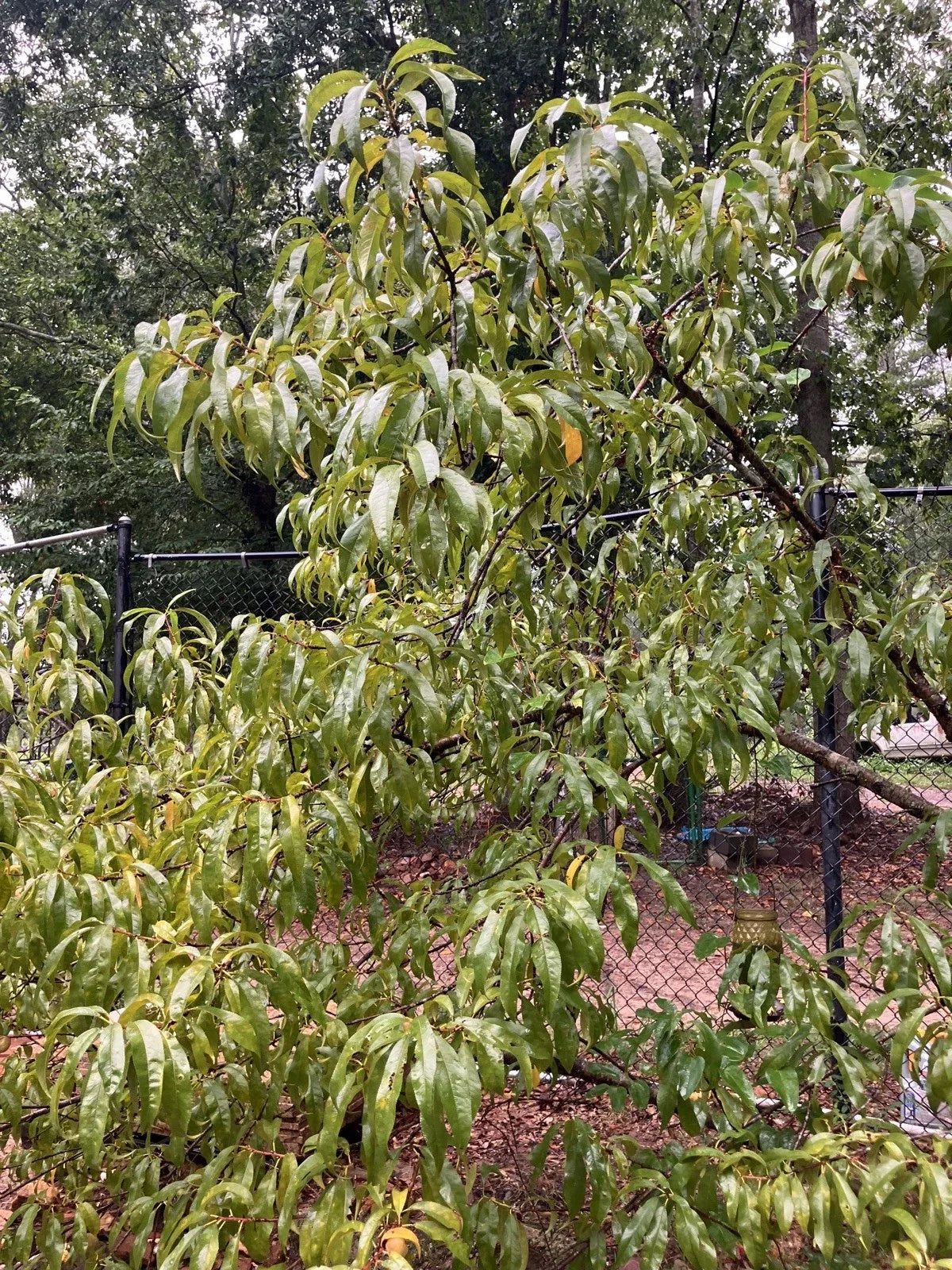 Dwarf Patio Peach Tree Live Plant - Prunus persica 'Bonfire' - Ornamental Fruit Tree for Small Spaces and Gardens