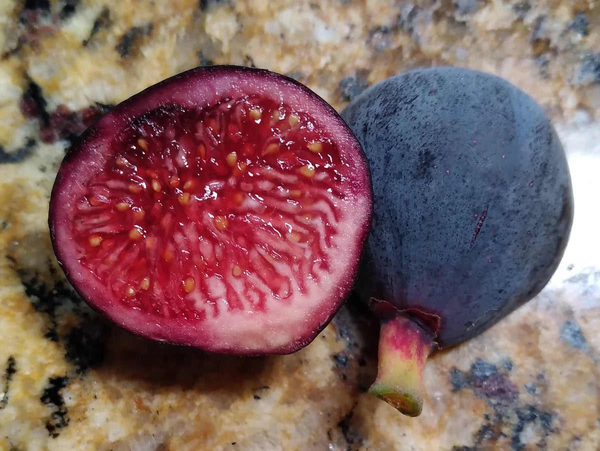 Guajome Fig Cuttings - 2 Purple Fig Cuttings for Easy Rooting - Ficus carica 'Guajome' - Ideal for Home Garden