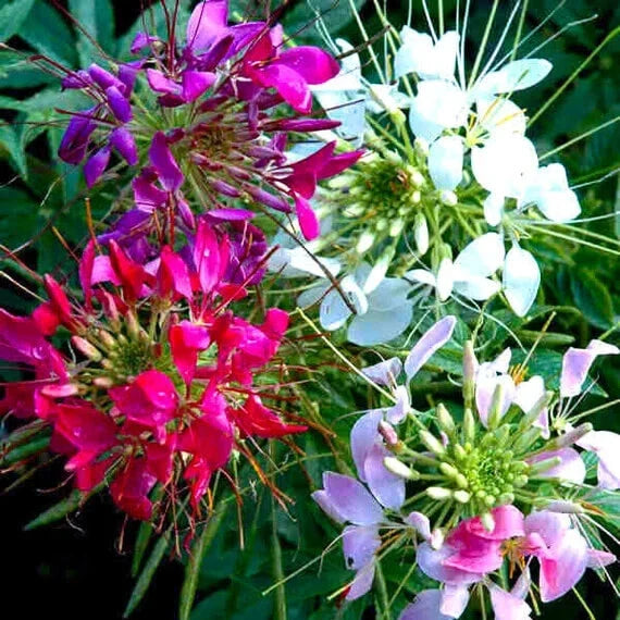 Mixed Colors Cleome Seeds | 100-2,000 Non-GMO | Cleome hassleriana | Vibrant Garden Blooms