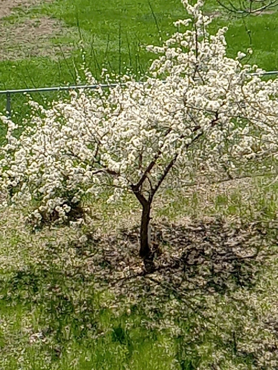 Live Small Plum Tree - Dwarf Variety - Prunus domestica - Ideal for USA Gardens - Compact, Sweet Fruit Tree for Small Spaces