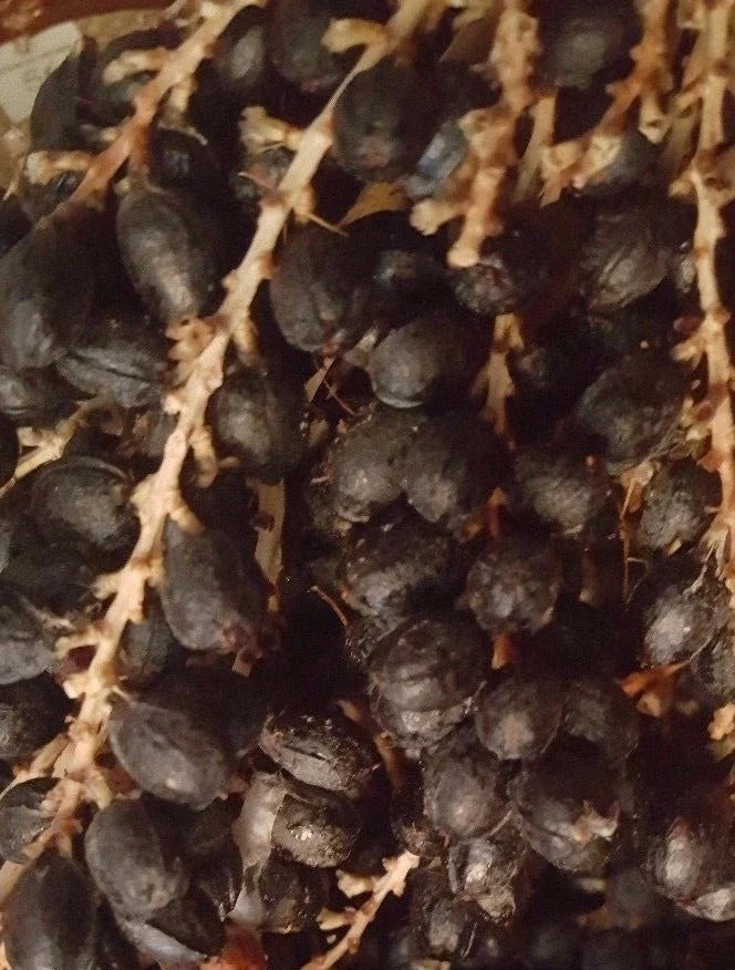 California Fan Palm Seeds - 75+ Fresh Seeds - Washingtonia Filifera - 2024 Harvest for Tropical Gardens and Landscaping