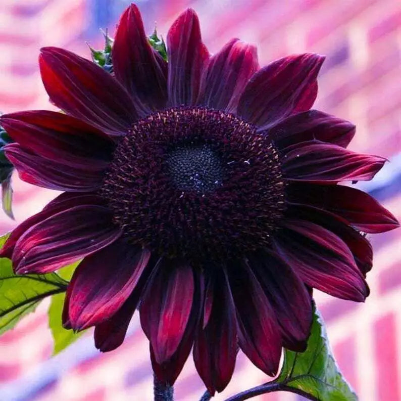 Chocolate Cherry Sunflower Seeds - 25 Perennial Flower Seeds - Helianthus annuus - Dark Petals - Easy to Grow