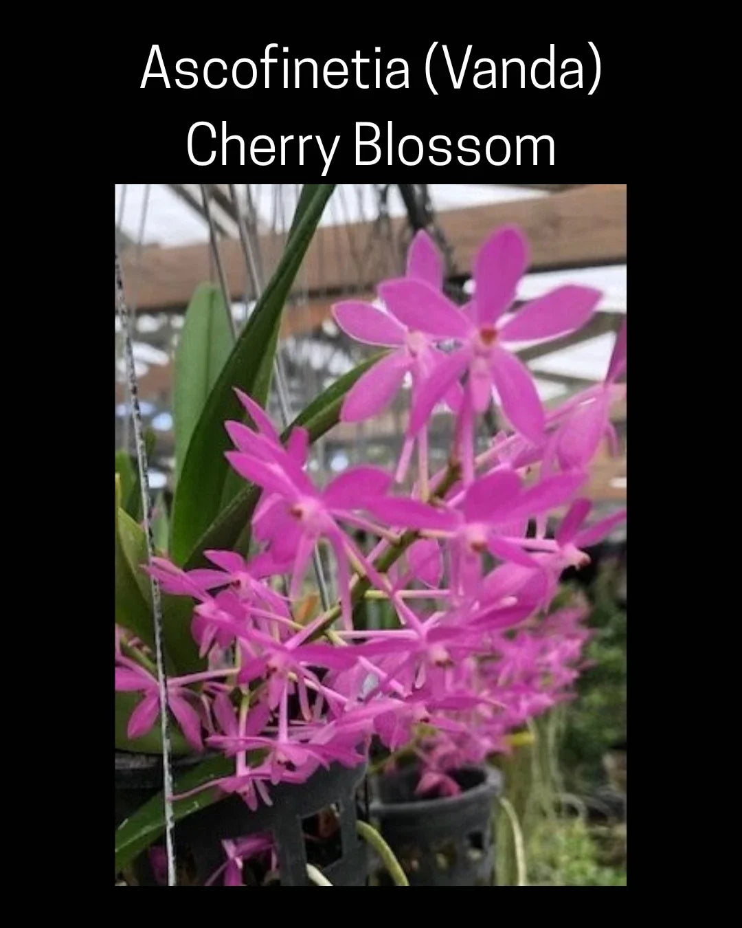 Ascofinetia Cherry Blossom Orchid 3" Pot, Fragrant Vanda Hybrid, Vibrant Blooms, Easy Care Plant for Home Decor